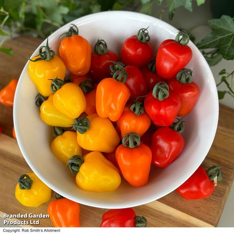 Tomato Appleberry Series F1 - Pack of Seeds