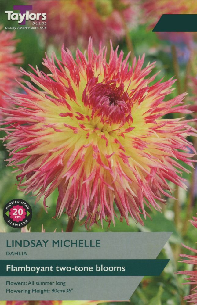 Taylor's Bulbs - DAHLIA LINDSAY MICHELLE Bulbs