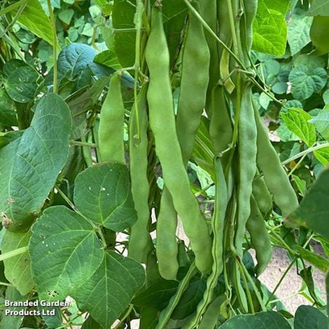 Bean (Climbing) Hacienda - Pack of Seeds