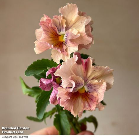 Pansy Chianti Shades F1 - Pack of Seeds