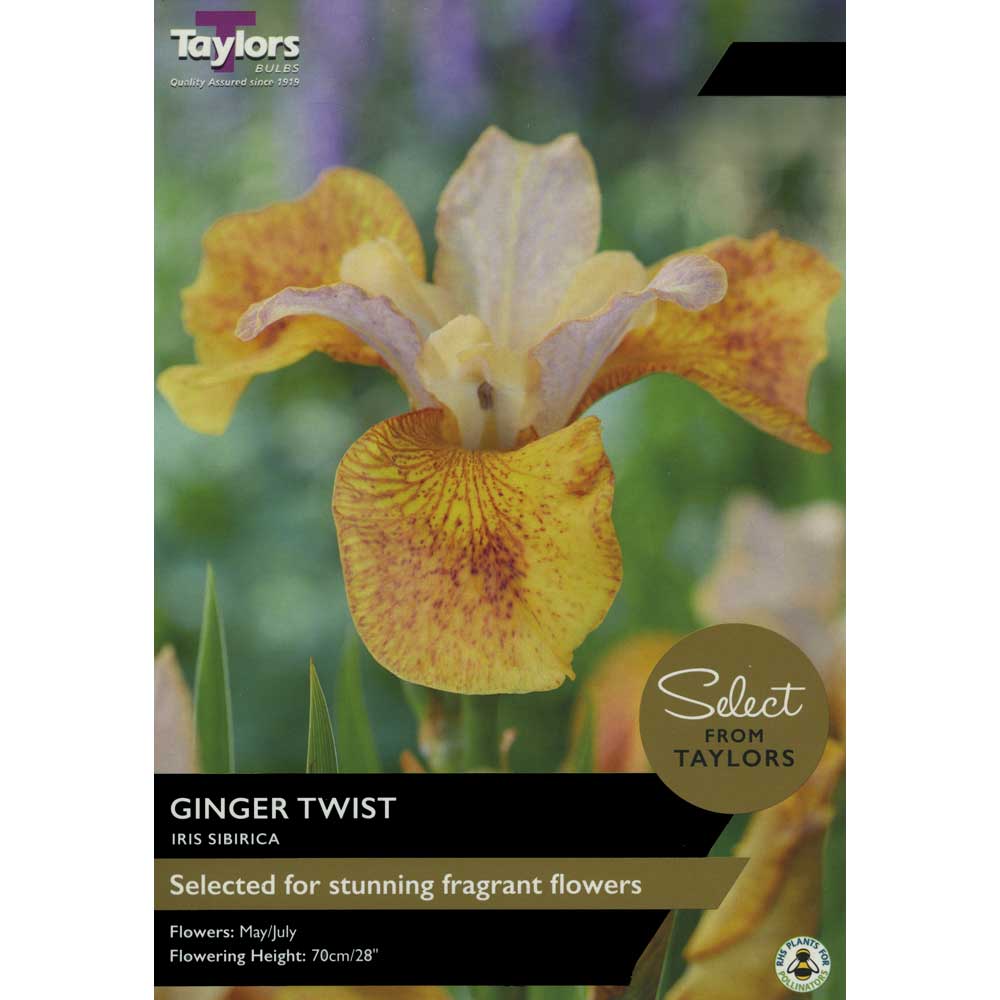 Taylor's Bulbs - IRIS SIBIRICA GINGER TWIST Bulbs