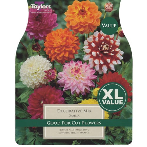 Taylor's Bulbs - DAHLIA DECORATIVE MIXED Bulbs