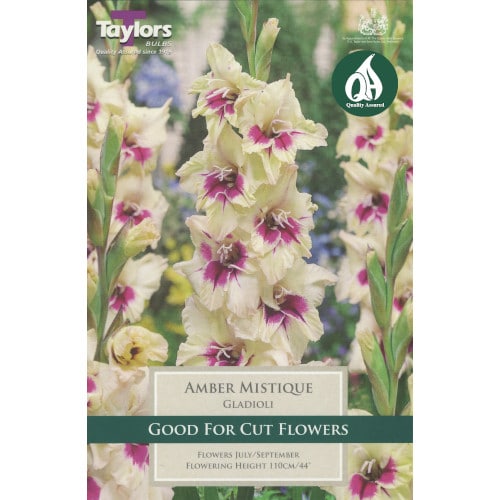 Taylor's Bulbs - GLADIOLI AMBER MISTIQUE Bulbs