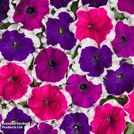 Petunia Mistral F1 Picotee Mix - Pack of Seeds