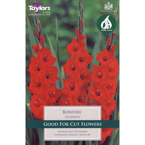 Taylor's Bulbs - GLADIOLI BONFIRE Bulbs
