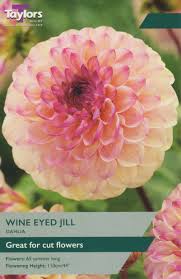 Taylor's Bulbs - DAHLIA WINE EYED JILL Bulbs