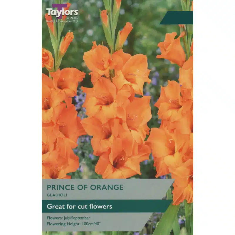 Taylor's Bulbs- GLADIOLI PRINCE OF ORANGE Bulbs