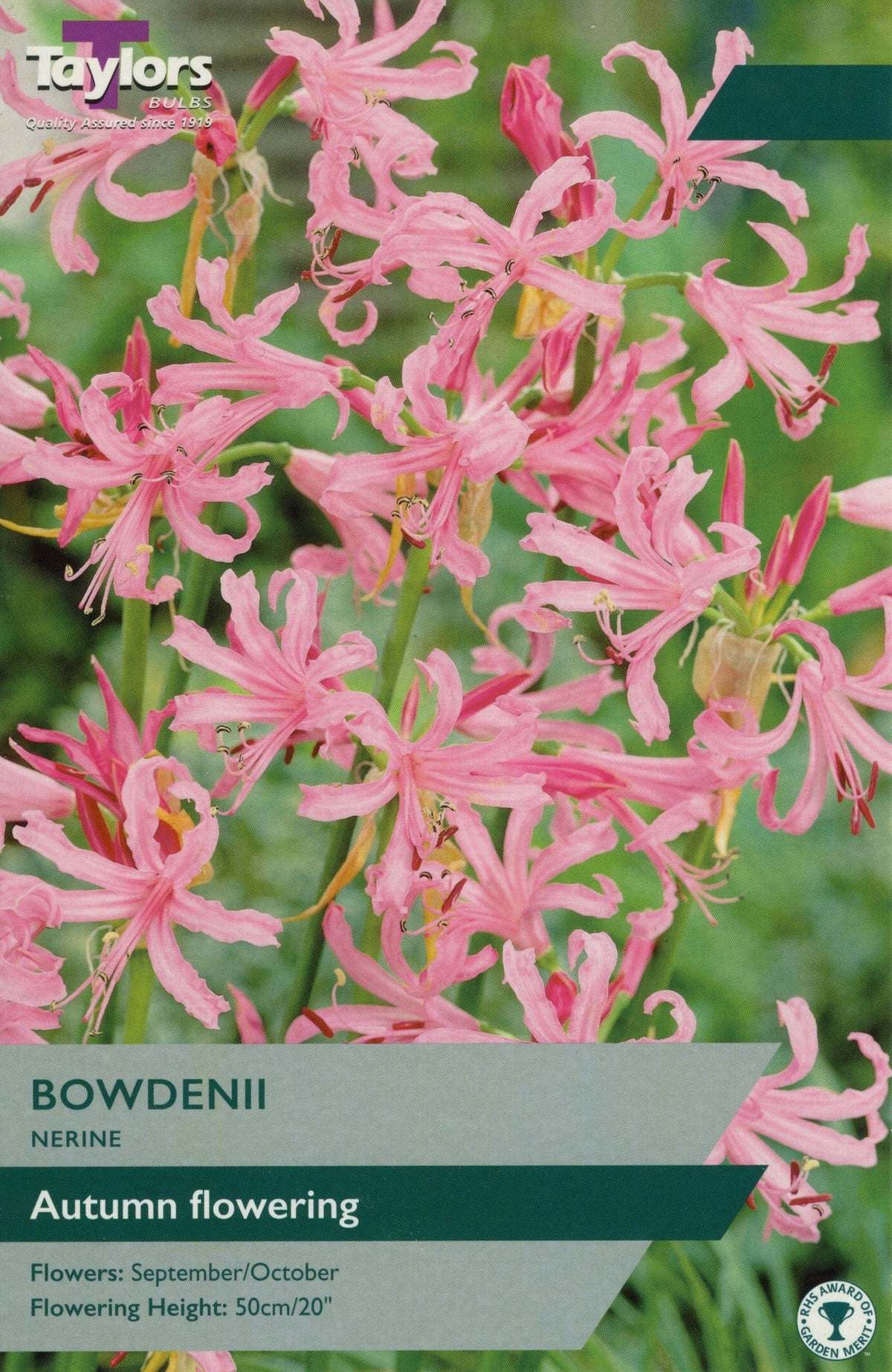Taylor's Bulbs - NERINE BOWDENII Bulbs