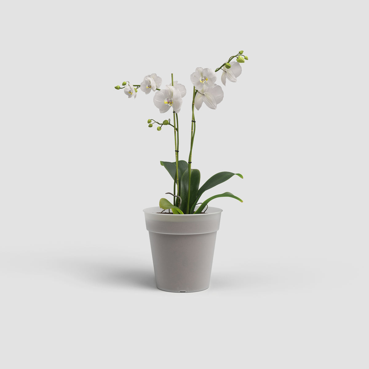 Artevasi Madagascar to Grow Orchid Transparent Plant Pot