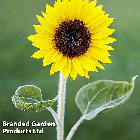 Sunflower Carmel F1 - Pack of Seeds