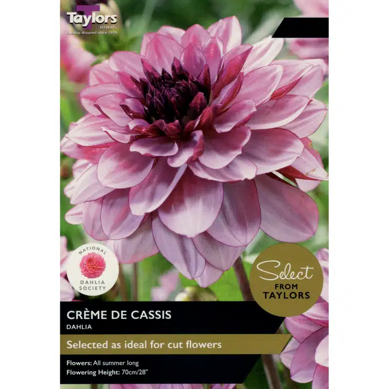 Taylor's Bulbs - DAHLIA CRÈME DE CASSIS Bulbs