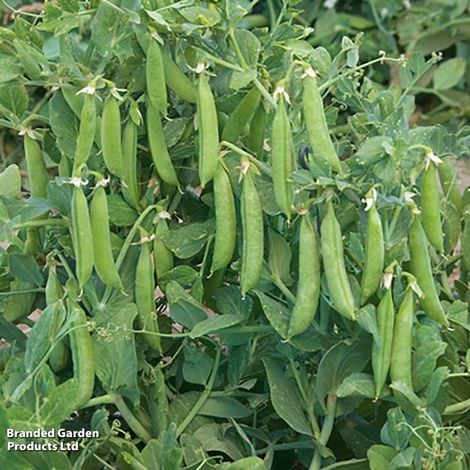 Pea (Mangetout) Sugar Force - Pack of Seeds