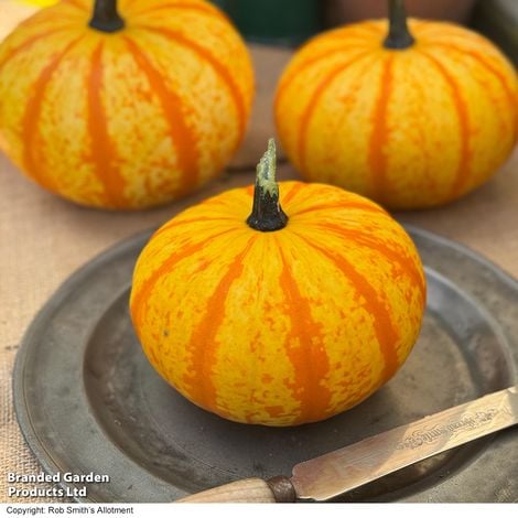 Squash Blaze F1 - Pack of Seeds