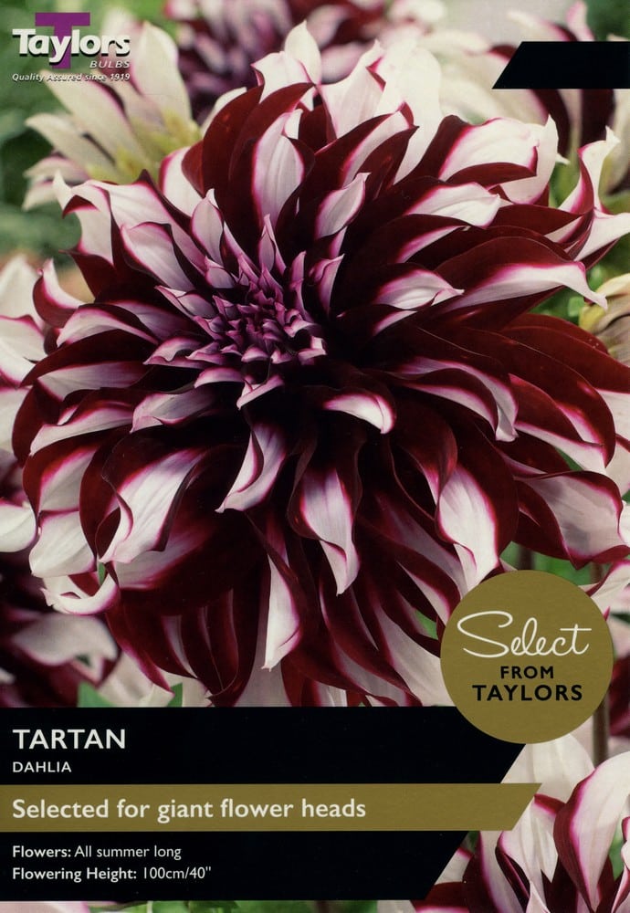Taylor's Bulbs - DAHLIA TARTAN Bulbs