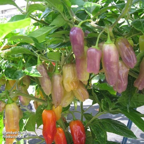 Pepper (Chilli) Aroma - Pack of Seeds