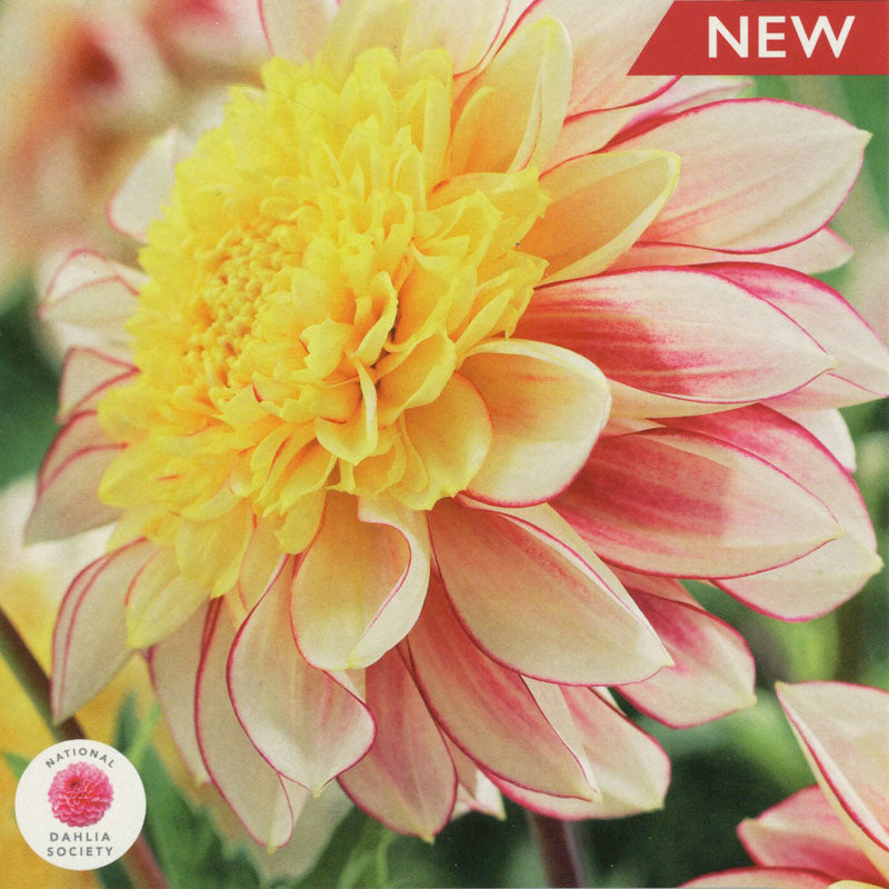 Taylor's Bulbs - DAHLIA POLKA Bulbs