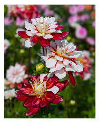 Taylor's Bulbs - DAHLIA PACIFIC TIME Bulbs