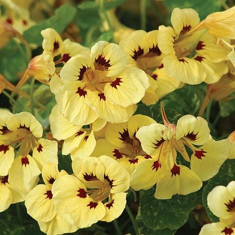 Nasturtium Cream Troika - Pack of Seeds