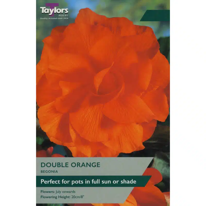 Taylor's Bulbs - BEGONIA ORANGE DOUBLE Bulbs