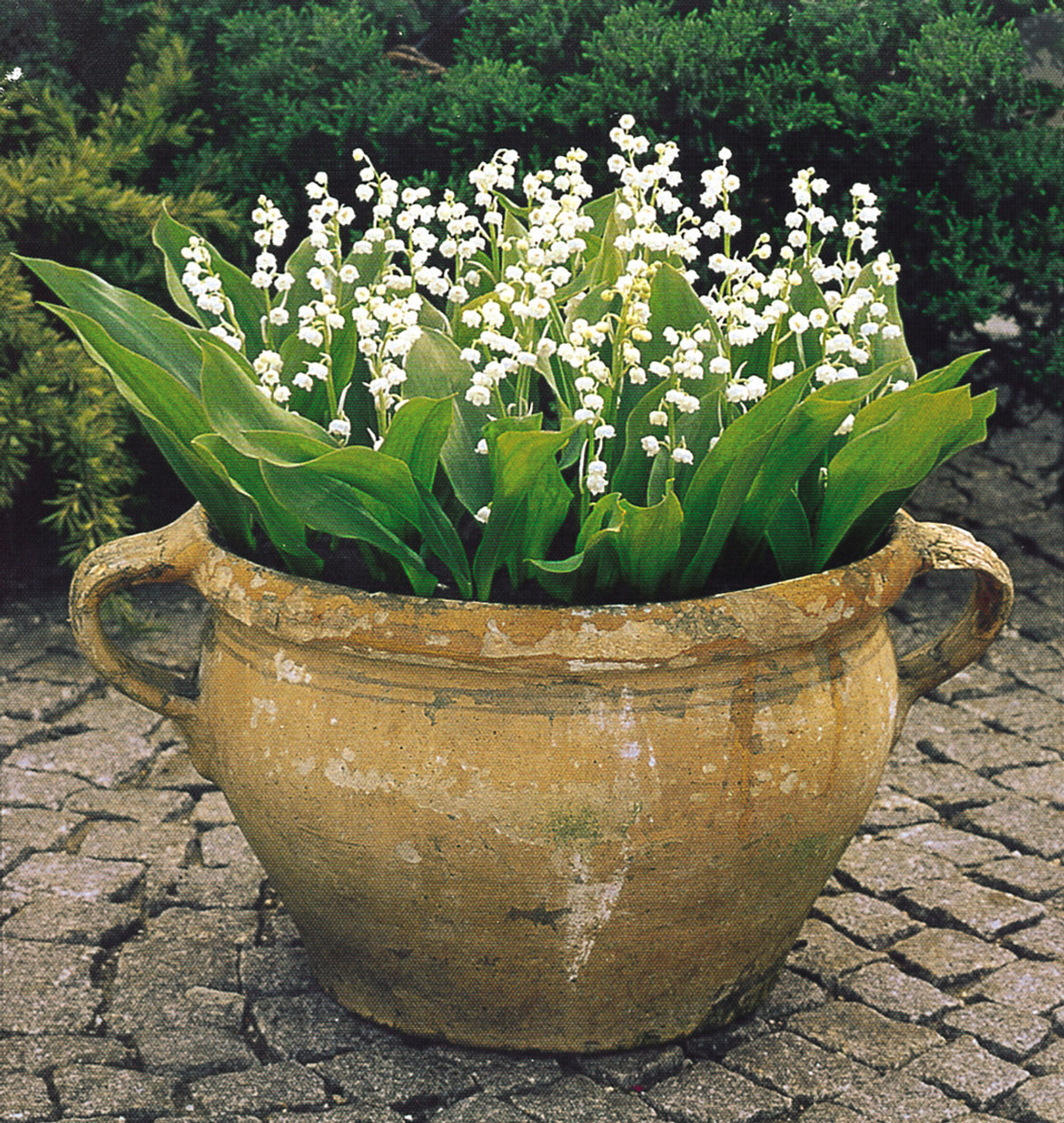 Taylor's Bulbs - CONVALLARIA MAJALIS (LILY OF THE VALLEY) Bulbs