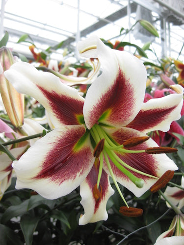 Taylor's Bulbs -LILY BEVERLY DREAMS Bulbs