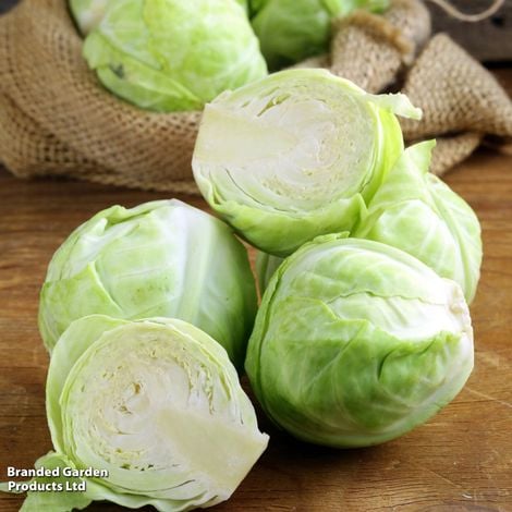 Cabbage F1 'Mozart' F1 - Veg Saver Seeds