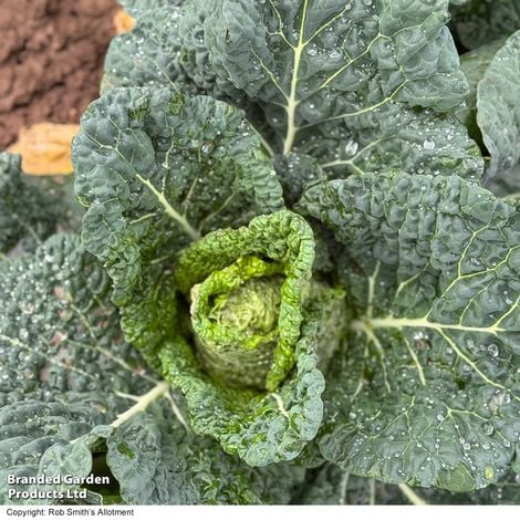 Cabbage (Pointed Savoy) Stelvio F1 - Pack of Seeds