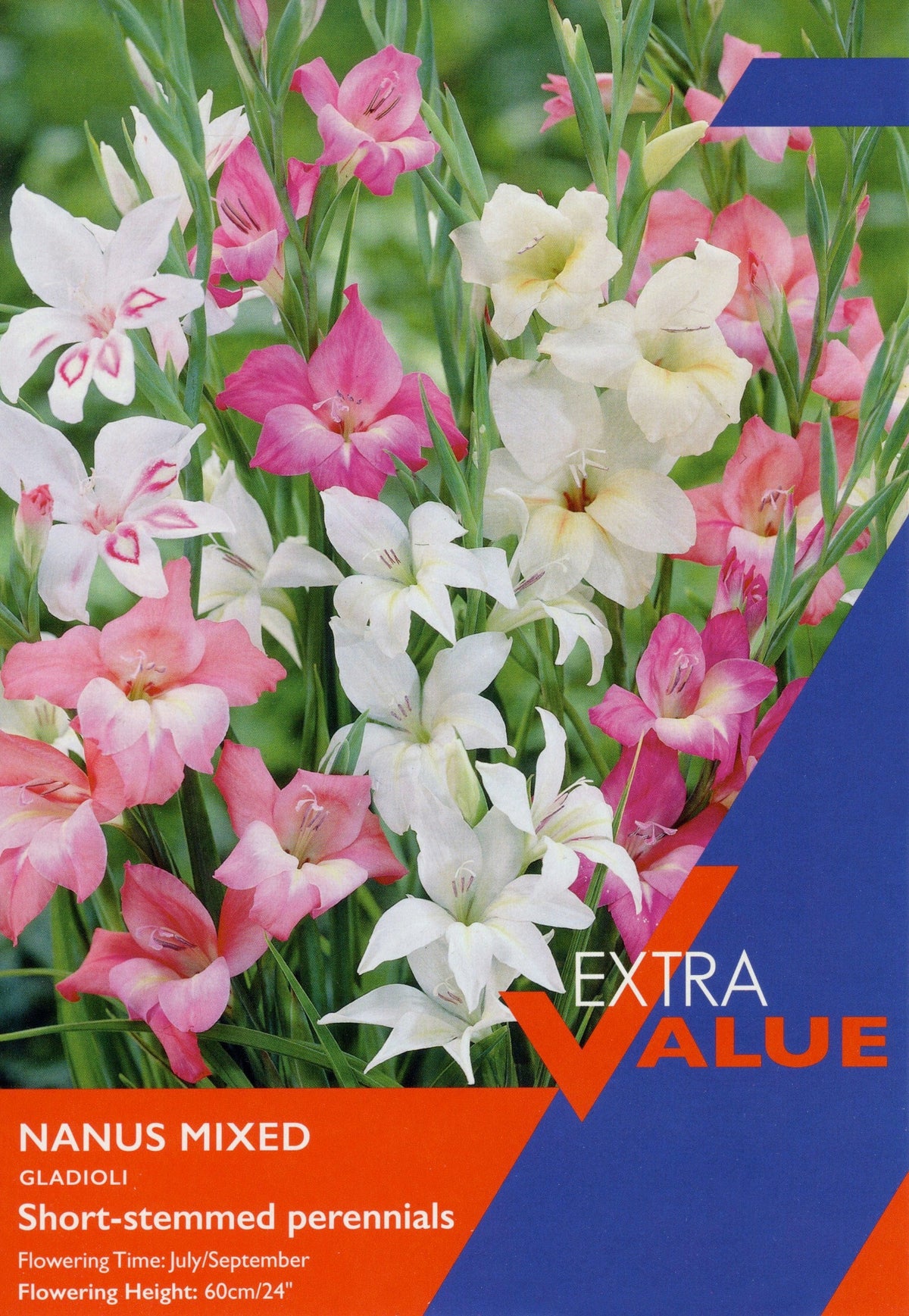 Taylor's Bulbs - GLADIOLI NANUS MIXED Bulbs