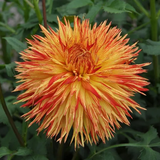 Taylor's Bulbs - DAHLIA REJMANS FIRECRACKER Bulbs