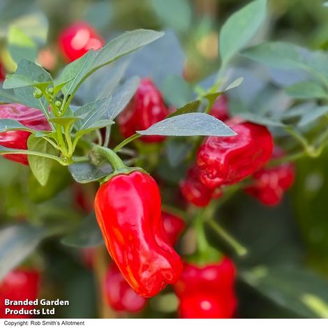 Pepper (Chilli) Hot Pot - Pack of Seeds