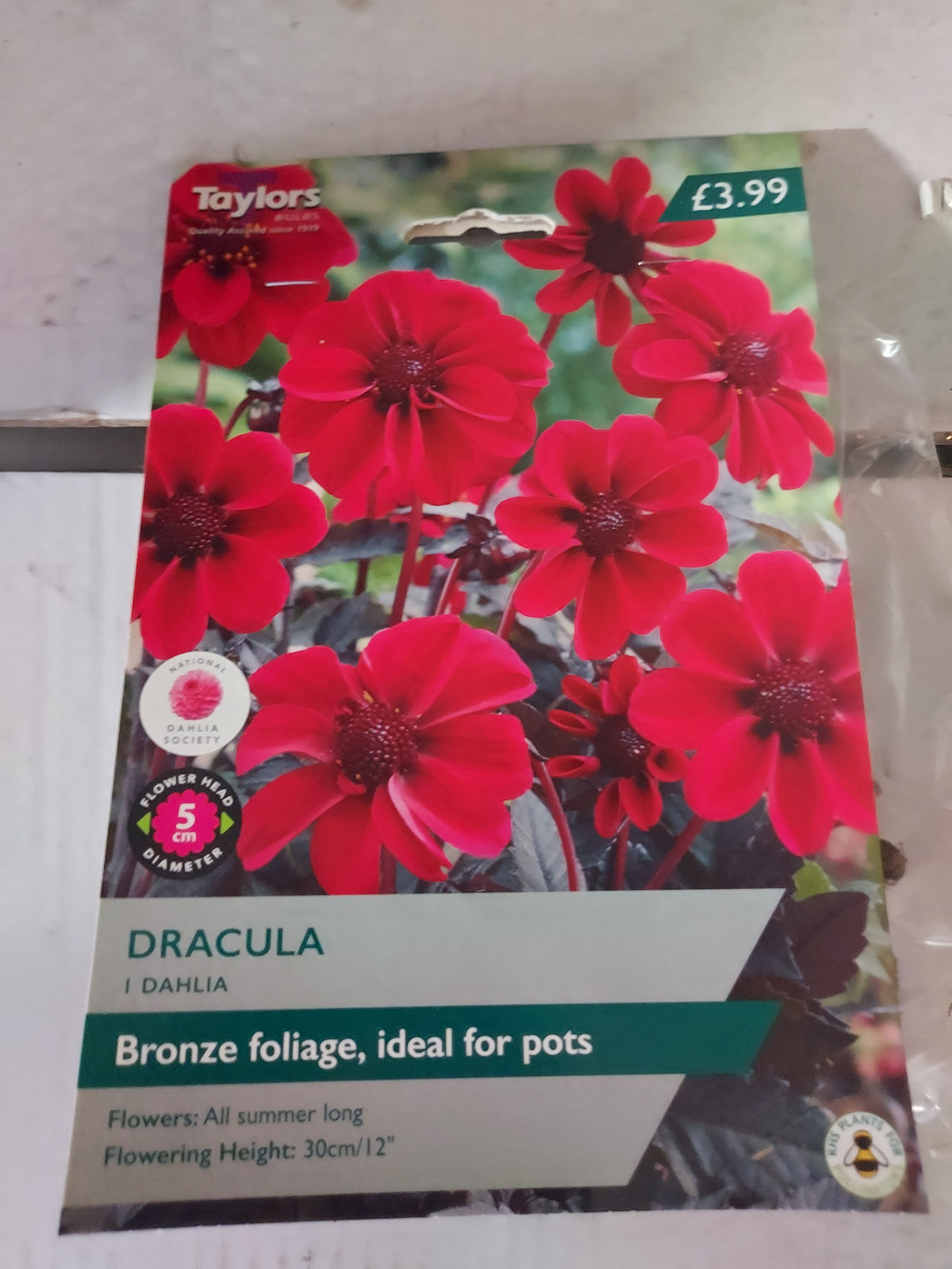 Taylor's Bulbs - DAHLIA DRACULA Bulbs