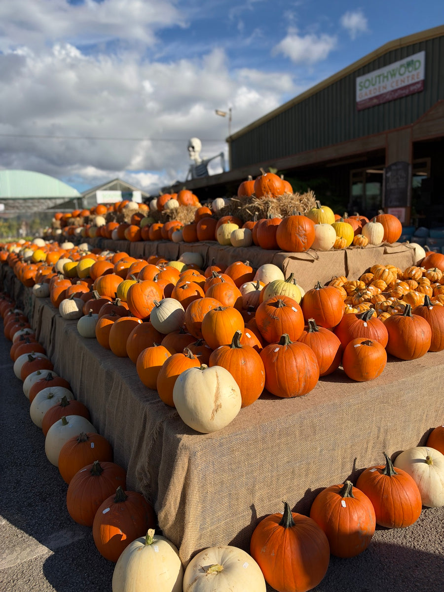 Hundreds of pumpkins displayed outside Southwood Garden Centre in Cottingham, East Yorkshire