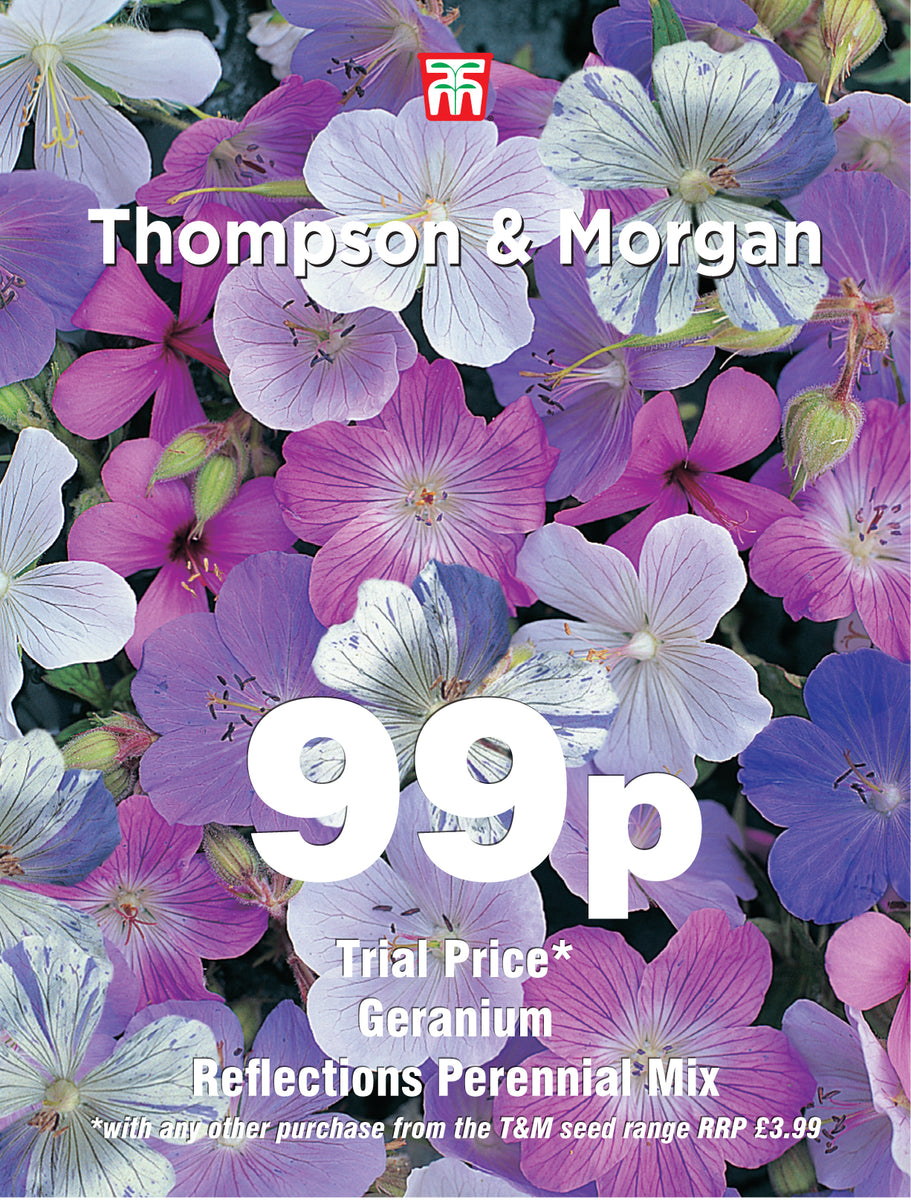 Geranium Reflections- Pack of seeds – Southwood Garden Centre