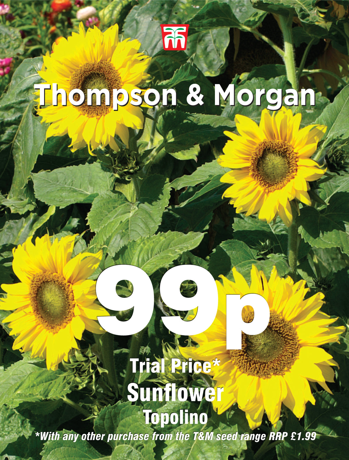 Sunflower Topolino - Pack of seeds