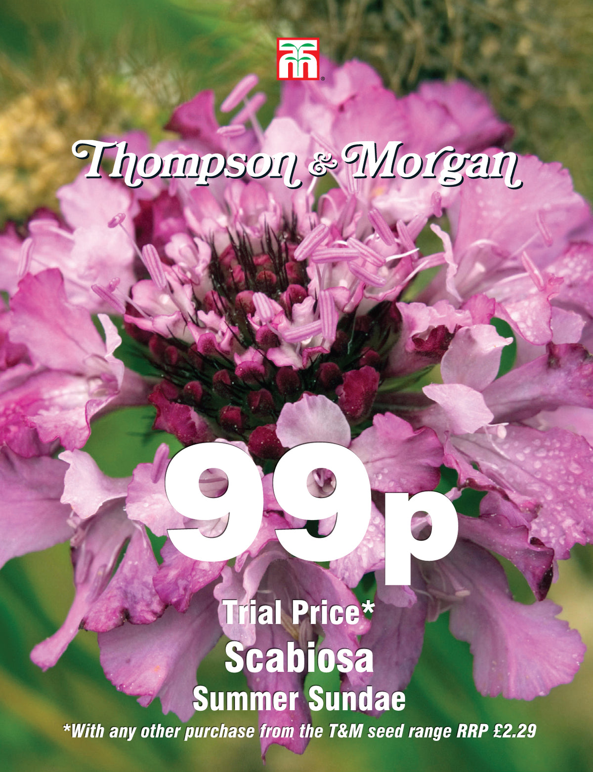 Scabiosa Summer Sundae - Pack of seeds