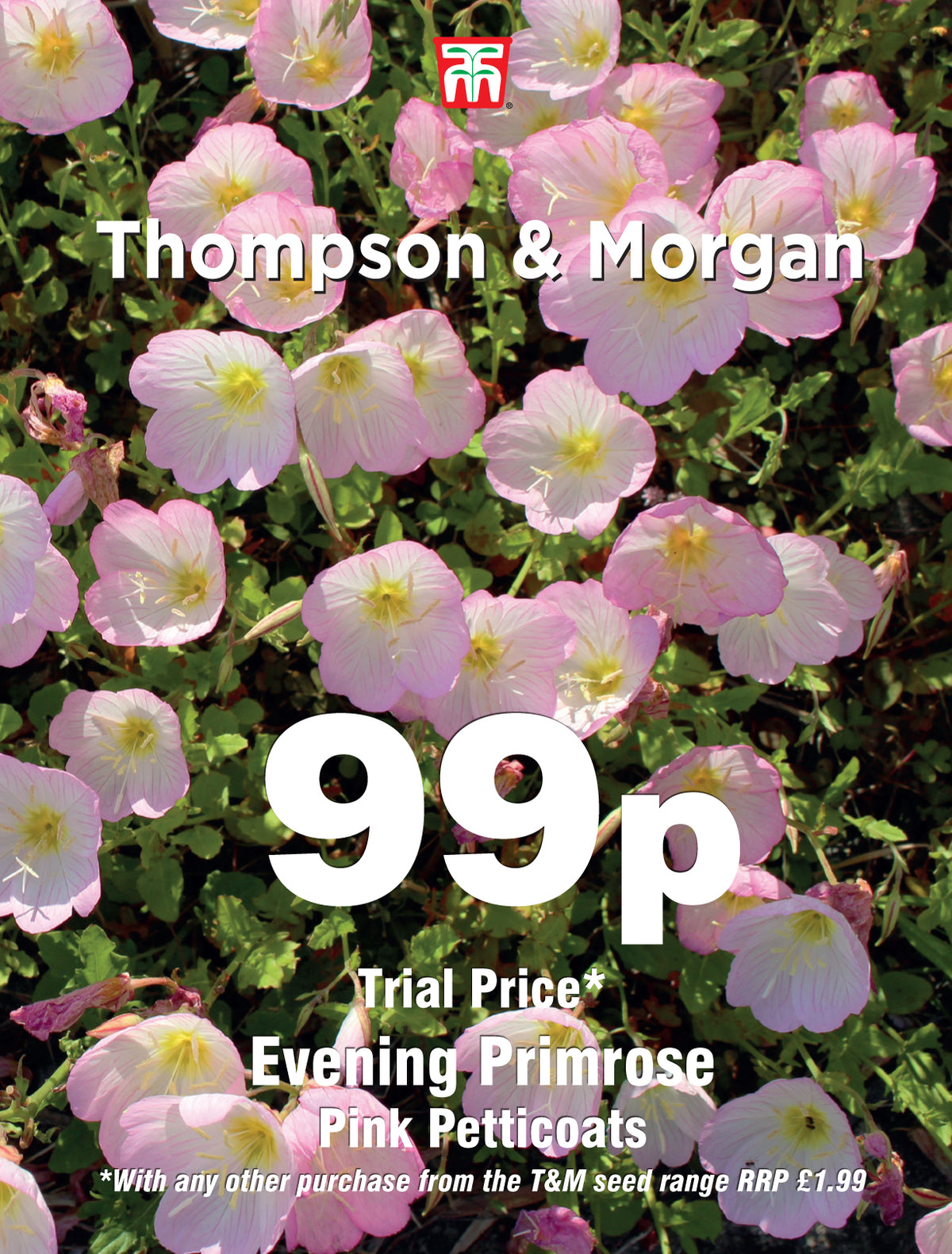 Evening Primrose Pink Petticoats - Pack of seeds