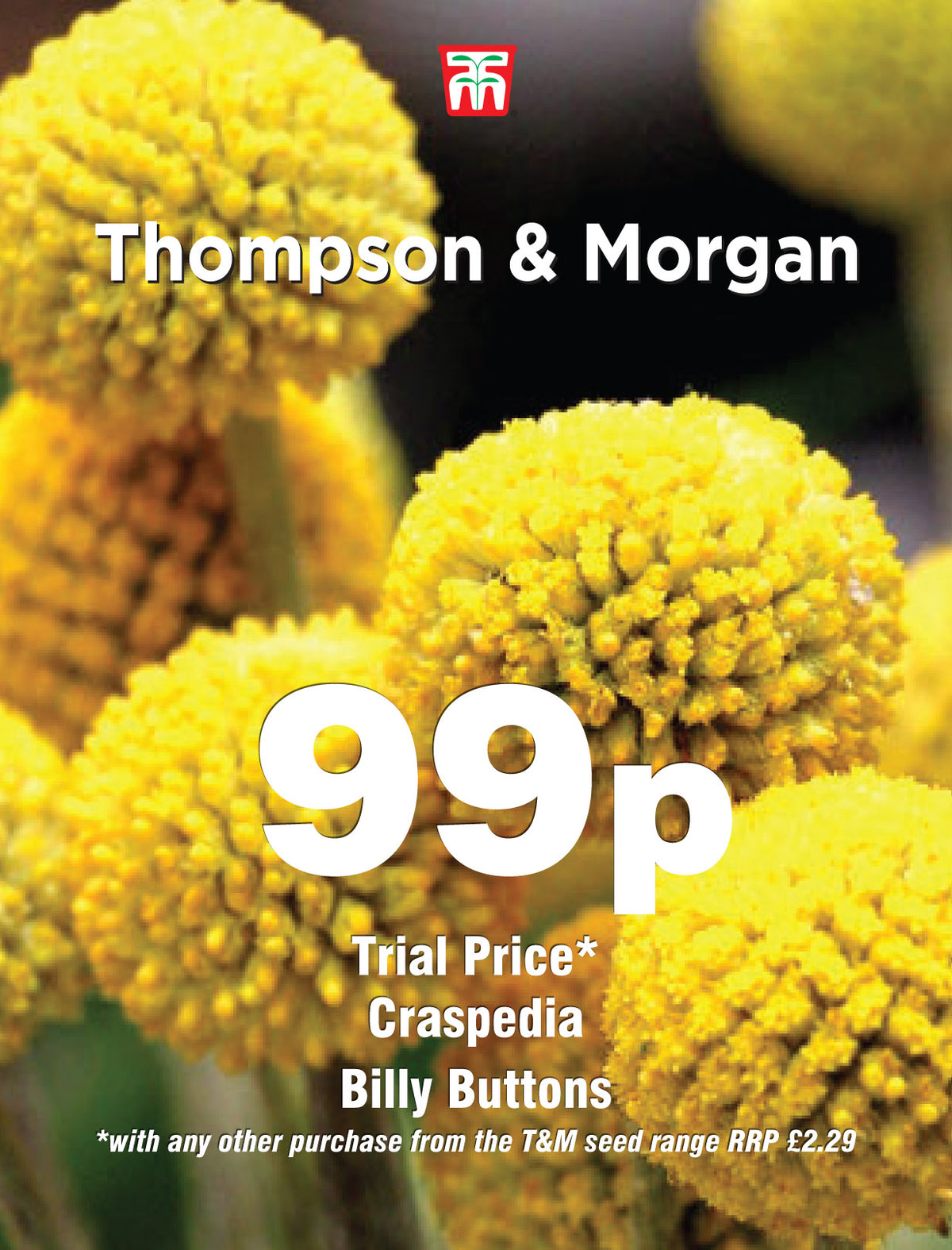 Craspedia Billy Buttons- Pack of seeds