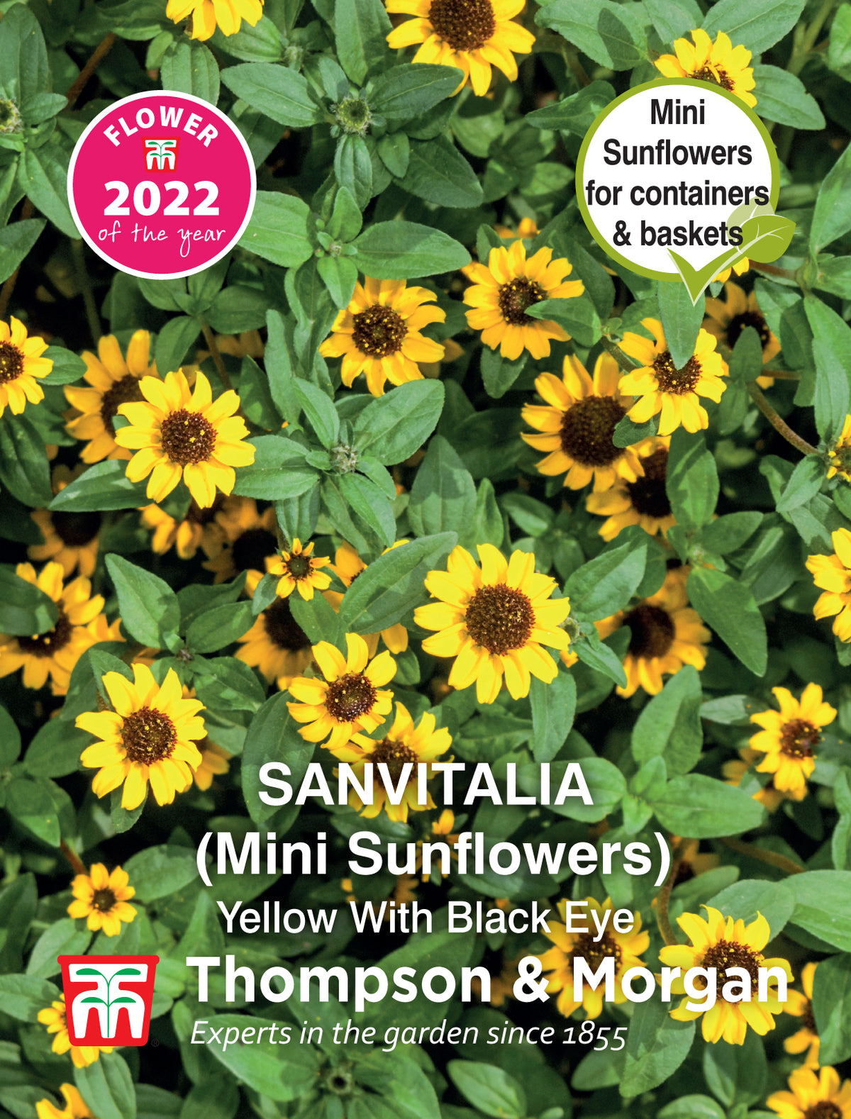 Sanvitalia procumbens Yellow With Black Eye- Pack of seeds
