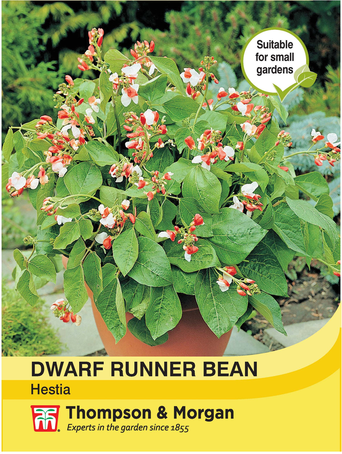 Dwarf Runner Bean Hestia- Pack of seeds