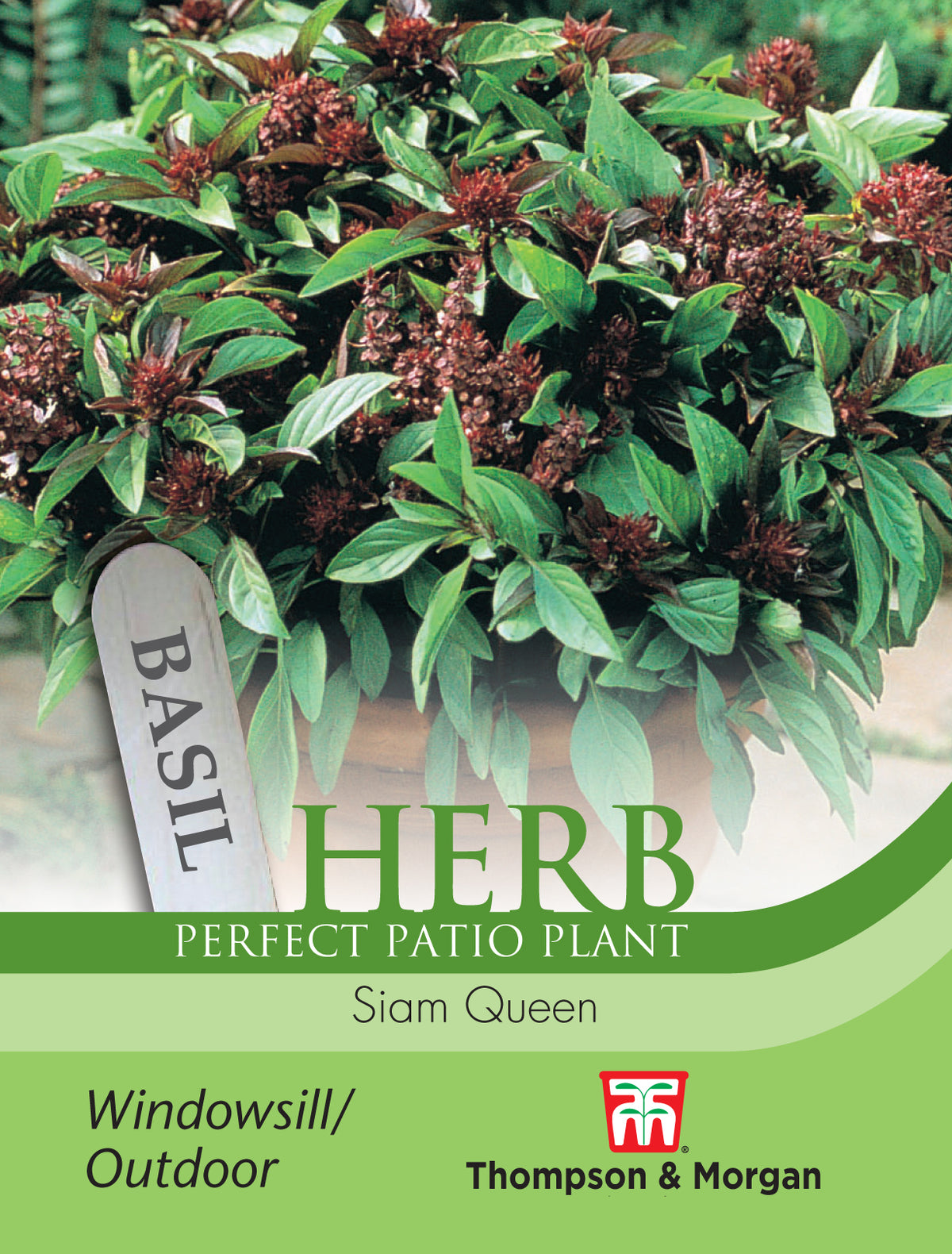 Herb Basil Siam Queen- Pack of seeds