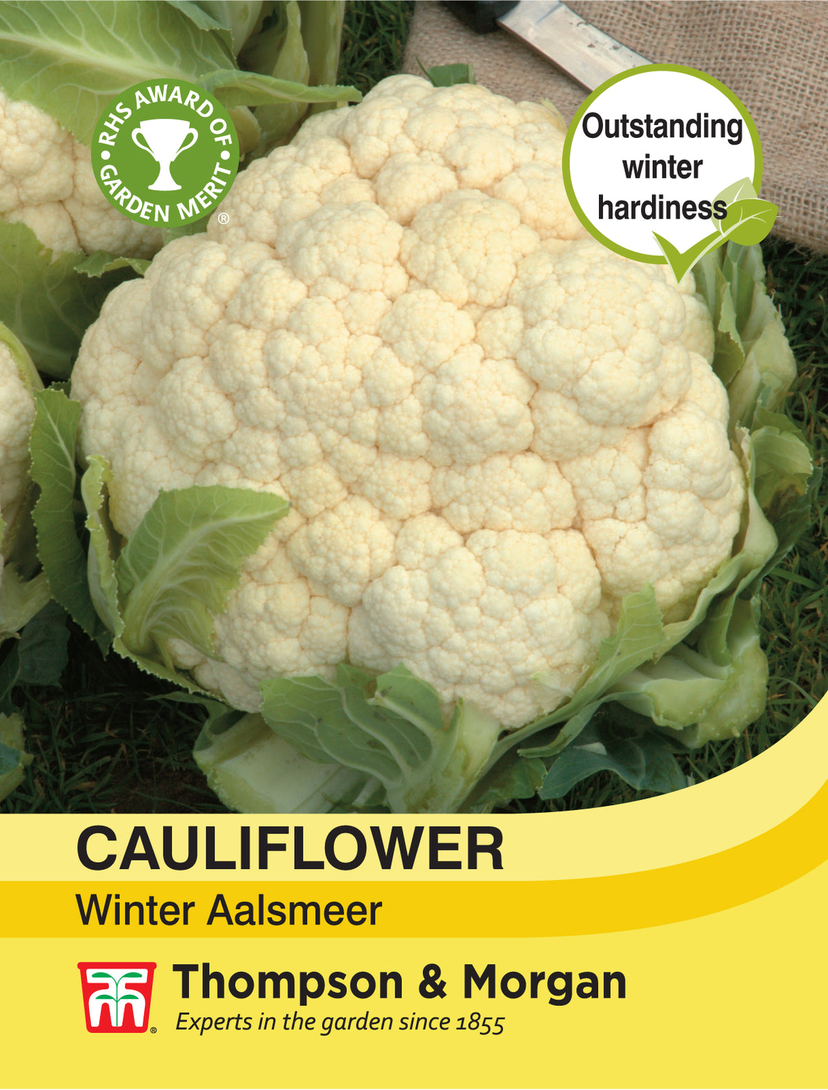 Cauliflower Winter Aalsmeer- Pack of seeds