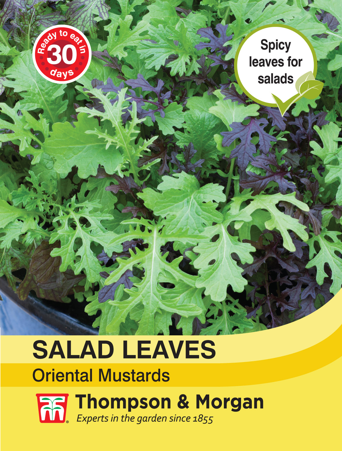 Salad Leaves - Oriental Mustards- Pack of seeds
