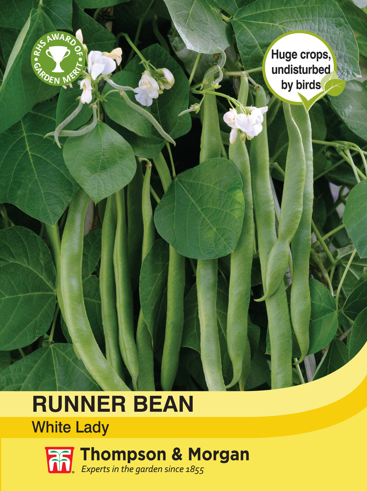 Runner Bean White Lady- Pack of seeds