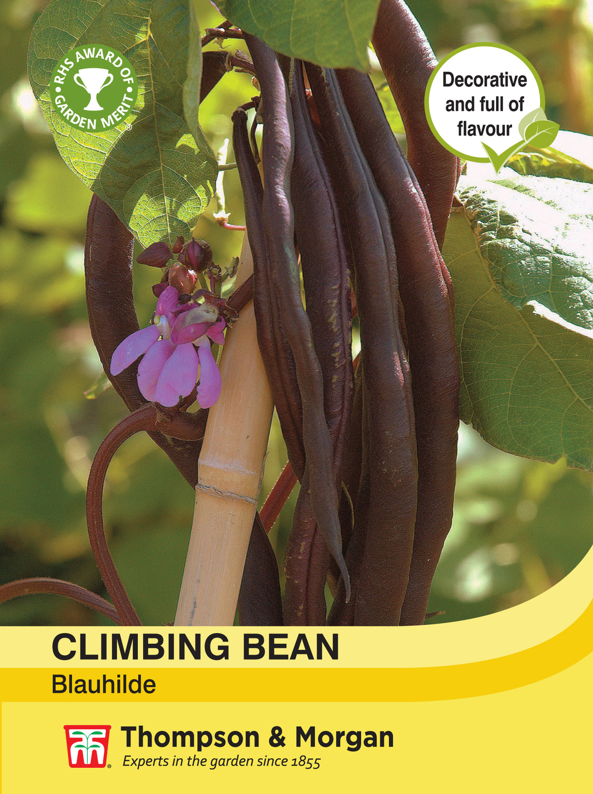 Climbing Bean Blauhilde- Pack of seeds