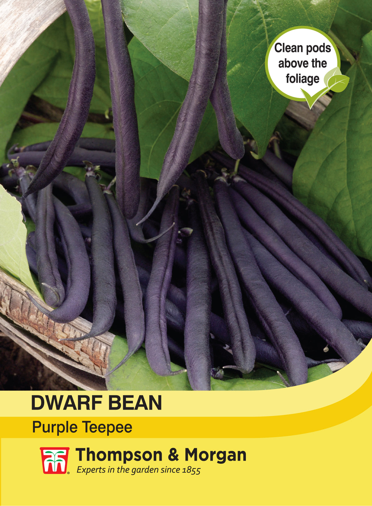 Dwarf Bean Purple Teepee- Pack of seeds