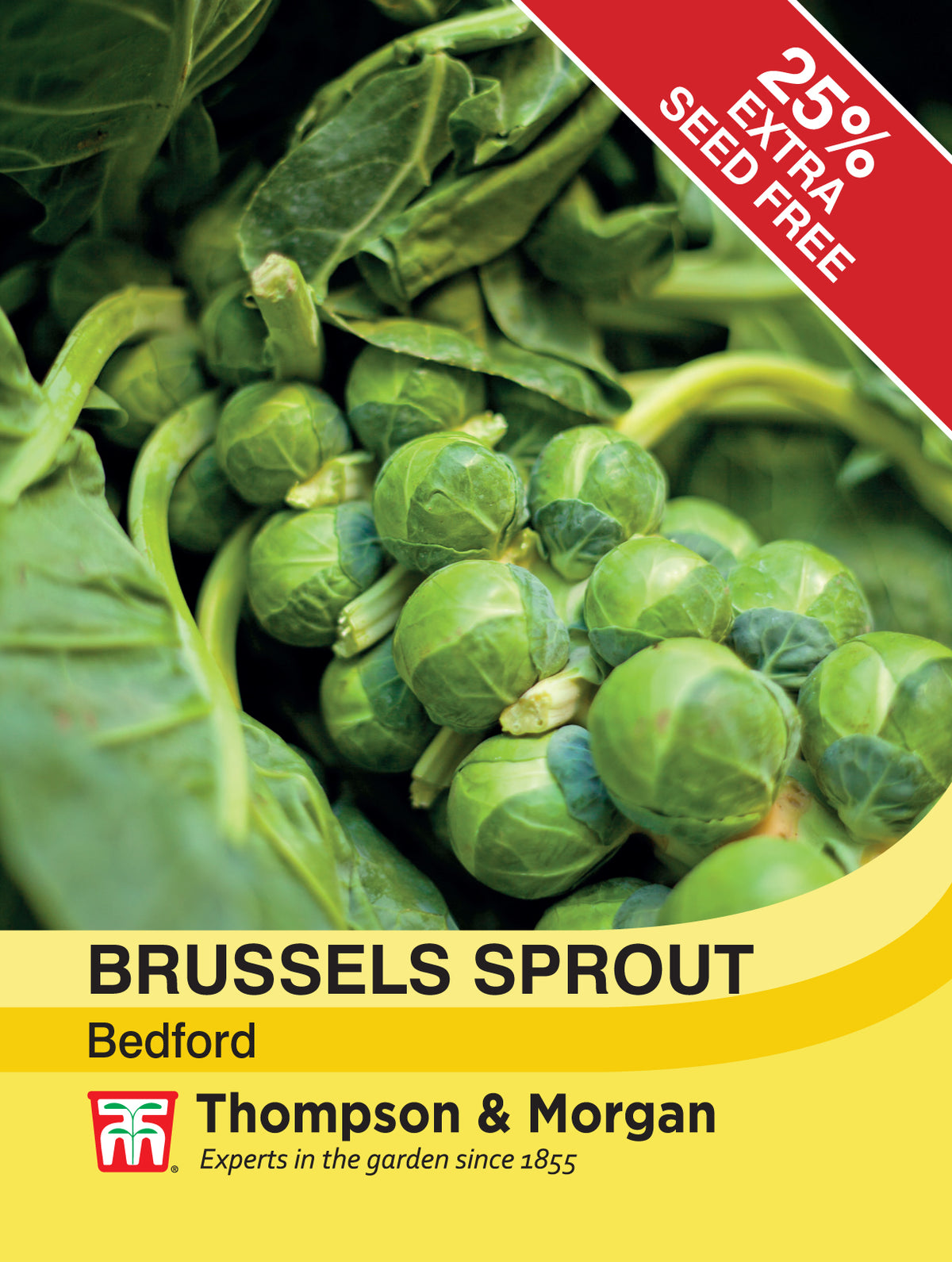 Brussels Sprout Bedford- Pack of seeds