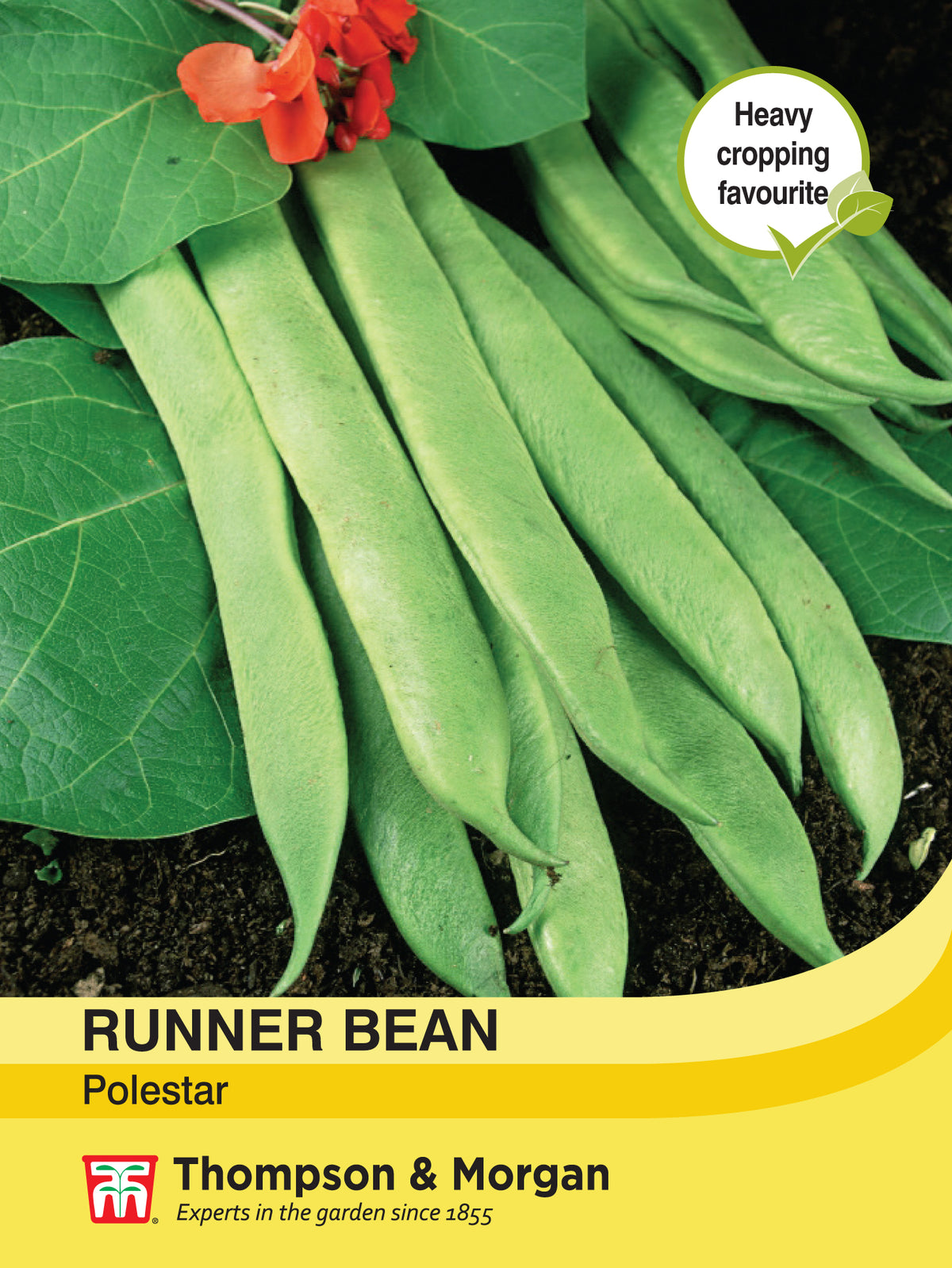 Runner Bean Polestar- Pack of seeds