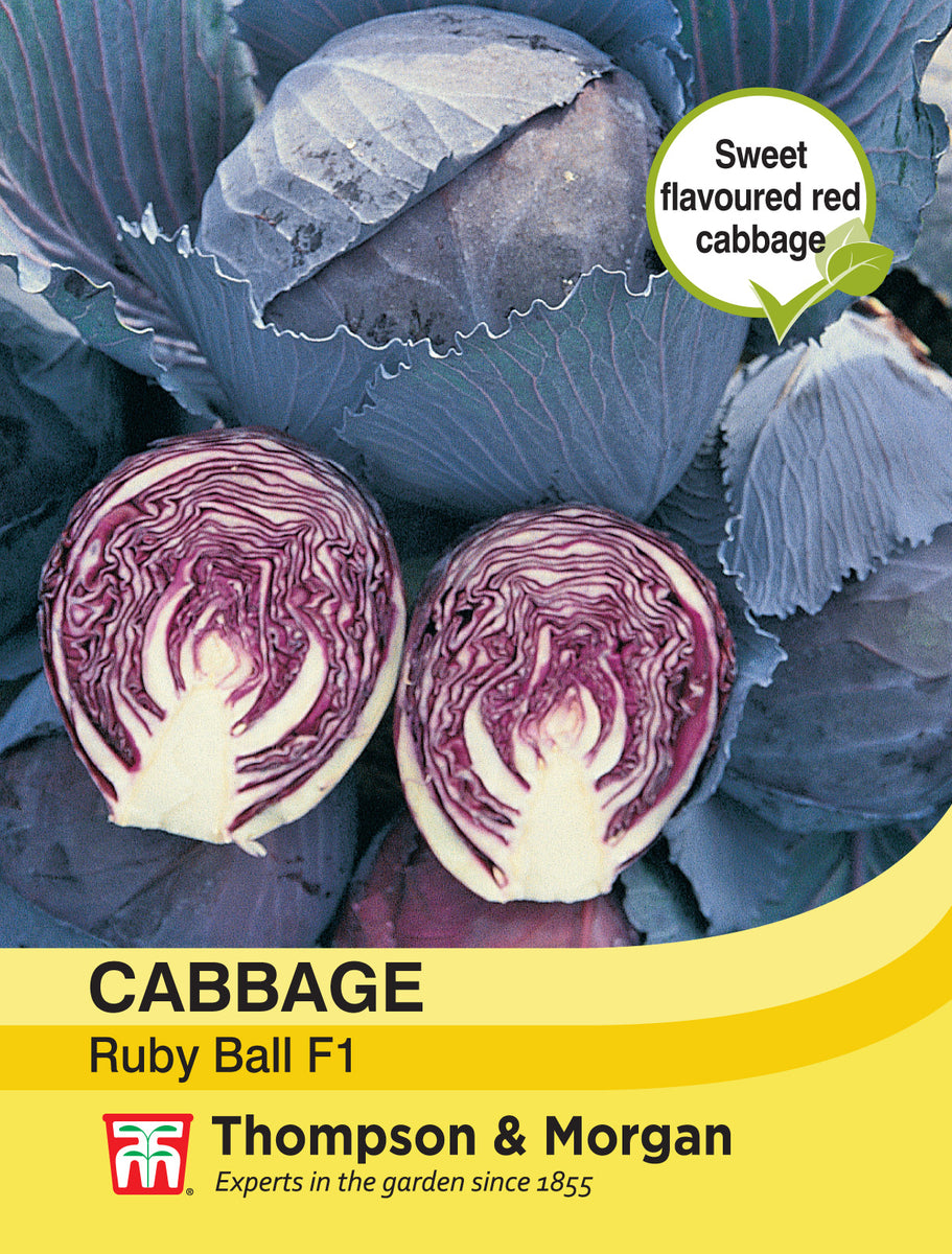 Cabbage Ruby Ball F1 Hybrid Pack of seeds Southwood Garden Centre