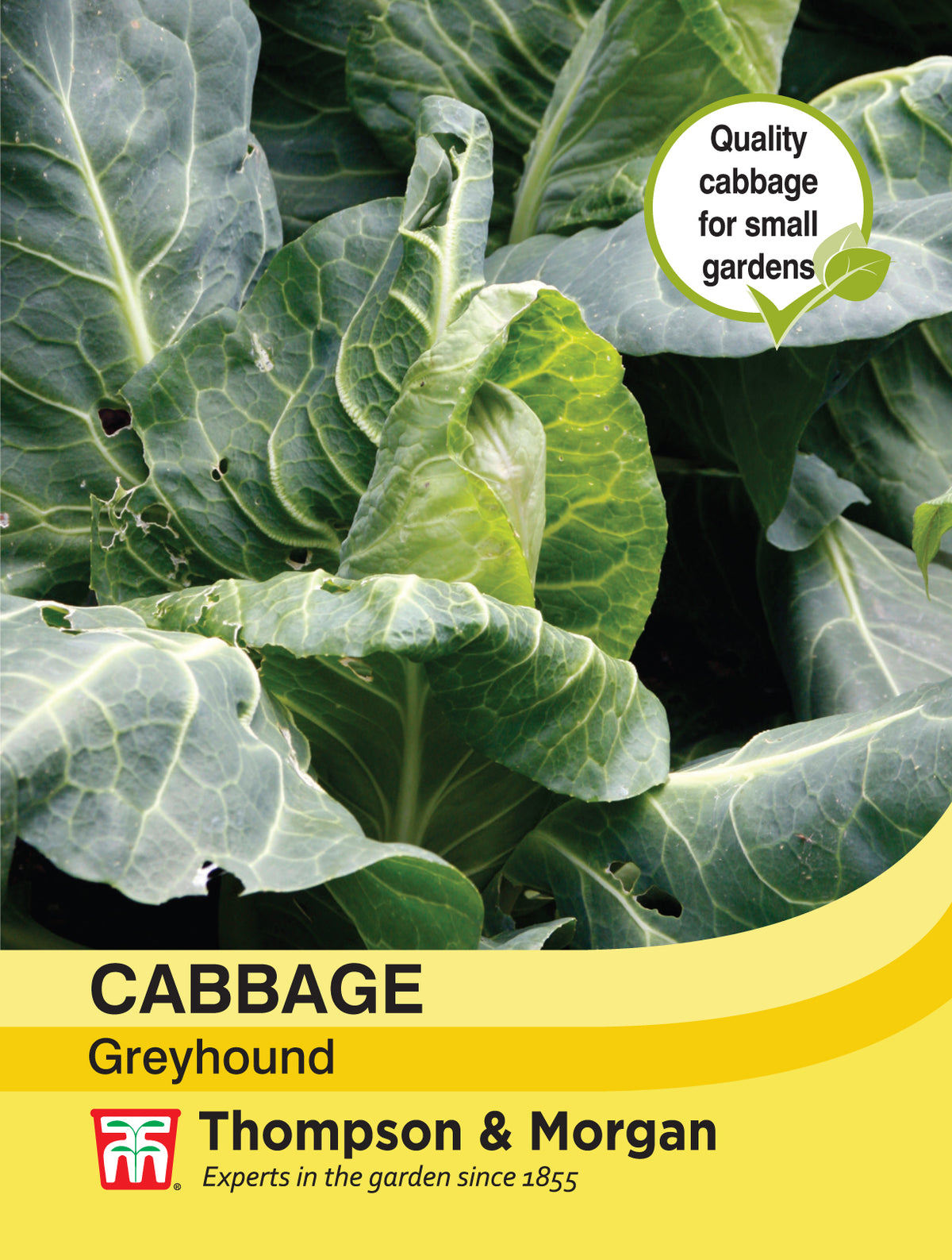 Cabbage Greyhound- Pack of seeds