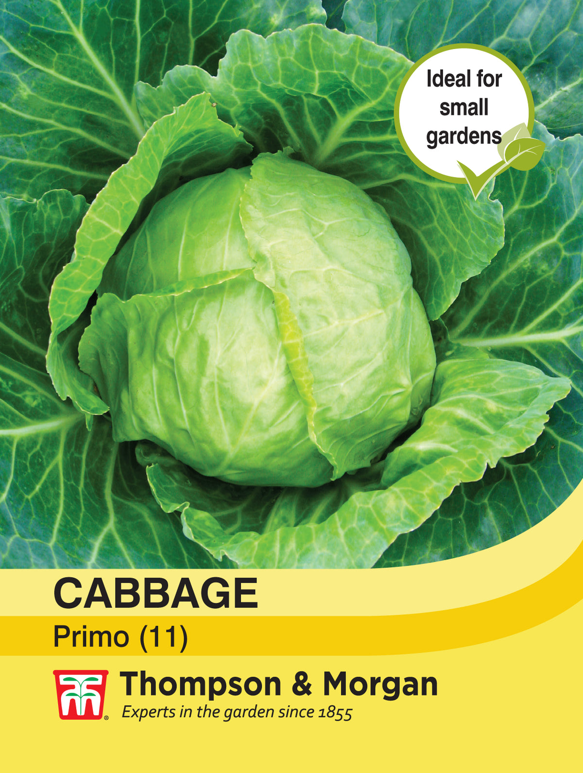 Cabbage Primo (11)- Pack of seeds